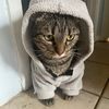 8_cat._.hat_8