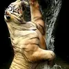 bo_cua_3_con