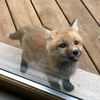 mikeydafox