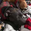 finn.the.pitbull