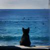 blackie0cat