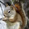 thesquiral