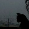 iniashr_