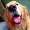 kent_the_golden