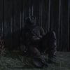 dix_5p