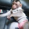princess.babymonkey
