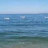 eloddiieeedl