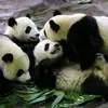 group.ofpandas