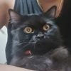 sushi_boy_thecat