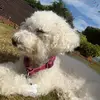 benji_gaming22