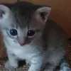 imapotat0h