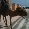reffjey0