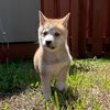tomoetheshibayokai