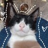 gatita_china