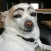 ykpvas