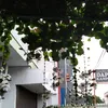 skraajja