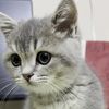 Catmm
