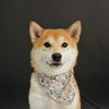 shiba.muji17