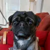 gusthepug1988