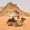 kakkenolleken