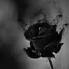 rubyrose384