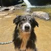 bearinthesmokies