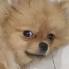 mihell_nn