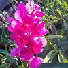 dawsusulwin216