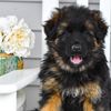 Hughston German Shepherds