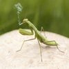 buggus_abugus