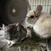 Leafy and ChinChin