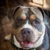 thatdogcalledtyson