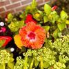 i_love_hibiscus