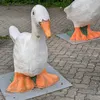 dobrijgus