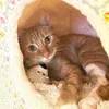 nala_floof
