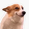 Memes de animales