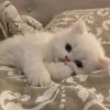 مـَس ميوه 🐾.