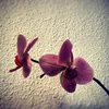 linza_arabi