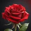 elzbieta.roza