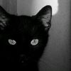 mrgatto08