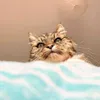 coffeecatsandflowers