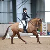 s_horses_x