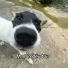tentaolao3