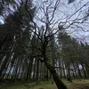 rustymcladygarden