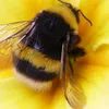 buzzybees33
