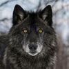 lycanthrope0907