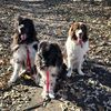 bigdogsonlakestreet