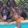 antoniofazoli1