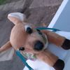 thoseworkingpups9045
