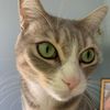 kobecatfromcali